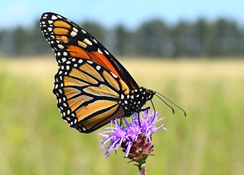 Photo: Monarch butterfly